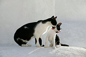 CAT 07 KH0001 01
Black And White Greek Island Cat Licking Kitten Sitting On White Wall