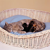 CAT 07 RS0006 03
Tabby Cat Feeding Three Kittens In Basket