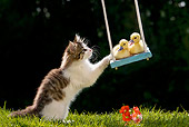 CAT 08 KH0002 01
Tabby Kitten Pushing Two Ducklings On Swing