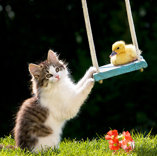 swing Animal Stock Photos Kimballstock