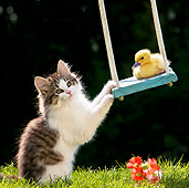 CAT 08 KH0003 01
Tabby Kitten Pushing Duckling On Swing