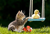 CAT 08 KH0004 01
Tabby Kitten Pushing Duckling On Swing