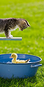 CAT 08 KH0005 01
Tabby Kitten Watching Duckling Swimming In Blue Basin