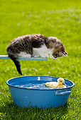 CAT 08 KH0006 01
Tabby Kitten Watching Duckling Swimming In Blue Basin