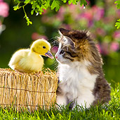 CAT 08 KH0007 01
Tabby Kitten Sitting Face To Face With Duckling On Straw