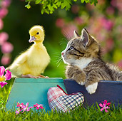 CAT 08 KH0008 01
Tabby Kitten Sitting In Blue Box Watching Duckling
