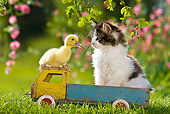 CAT 08 KH0011 01
Black And White Tabby Kitten Sitting On Toy Truck With Duckling
