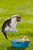 CAT 08 KH0012 01
Black And White Tabby Kitten Sitting On Blue Plank Looking Down At Duckling