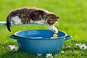 CAT 08 KH0013 01
Black And White Tabby Kitten Sitting On Blue Plank Pawing At Toy Duckling