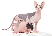 CAT 09 JE0001 01
Sphynx Cat, Hairless Guinea Pig And Hairless Rat Standing On White Seamless