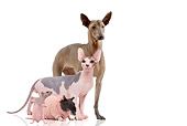 CAT 09 JE0002 01
Mexican Hairless Dog, Sphynx Cat, Hairless Guinea Pig And Hairless Rat Standing On White Seamless
