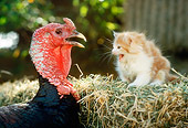 CAT 09 RC0002 01
Red Kitten Sitting On Hay Bale Meowing At Turkey