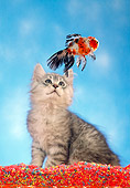 CAT 09 RC0003 01
Gray Kitten Sitting Watching Goldfish Swimming