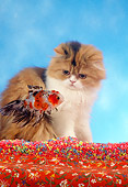 CAT 09 RC0004 01
Gray And Red Persian Cat Sitting Watching Goldfish Swimming