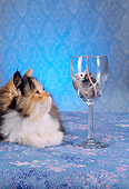 CAT 09 RC0005 01
Gray And Red Persian Cat Sitting Mouse In Wine Glass
