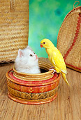 CAT 09 RC0006 01
White Persian Kitten Sitting In Round Basket Watching Yellow Parakeet