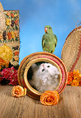 CAT 09 RC0007 01
Gray Persian Kitten Laying Upside-Down In Round Basket Watching Green Parakeet