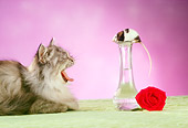 CAT 09 RC0008 01
Gray Persian Cat Yawning By Mouse Sitting On Bud Vase