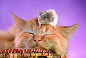 CAT 09 RC0009 01
Mouse Sitting On Head Of Red Tabby Kitten Sleeping In Basket