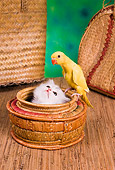 CAT 09 RC0010 01
White Persian Cat Sitting In Round Basket Watching Yellow Parakeet