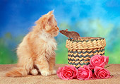 CAT 09 RC0012 01
Orange Tabby Persian Kitten And Brown Rat Nose To Nose Sitting With Wicker Basket And Pink Roses