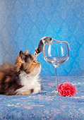 CAT 09 RC0013 01
Calico Persian Kitten Laying Looking At Gray And White Rat Sitting On Wine Glass