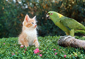 CAT 09 RC0015 01
Orange And White Tabby Kitten Looking At Yellow-Naped Amazon Parrot