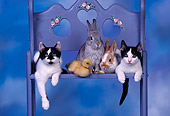 CAT 09 RK0001 10
Kittens Rabbits And Duckling All Together On Blue Chair Blue Clouds Background