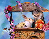 CAT 09 RK0003 01
Kitten Rabbit And Duckling Sitting Together In Planter With Flowers Mottled Background