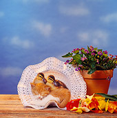 CAT 09 RS0004 02
Kitten Sleeping With Ducklings In Hat By Tulips