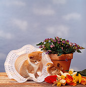 CAT 09 RS0005 01
Kitten Playing With Chicks By Hat And Tulips