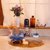 CAT 09 RS0007 01
Orange Kitten Sitting By Sink Watching A Duckling Swim In Bathroom