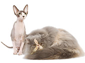 CAT 10 JE0001 01
Sphynx And Persian Cats Sitting On White Seamless