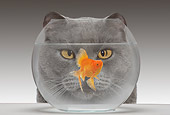 CAT 10 JE0002 01
Head Shot Of Chartreux Cat Looking Through Fish Bowl At Goldfish