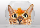 CAT 10 JE0003 01
Head Shot Of Bengal Cat Looking Through Fish Bowl At Goldfish