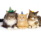 CAT 10 RK0003 04
Head Shots Of Three Cats Laying Together Wearing Party Hats Facing Camera On White Seamless