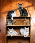 CAT 10 RK0007 01
A Group Of Cats Laying On Bookshelf Facing Camera
