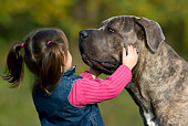 CHD 06 KH0002 01
Little Girl Holding Face Of Cane Corso Dog