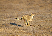 CHE 01 GL0001 01
Cheetah Running Across Grassland At Dusk