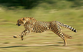 CHE 01 JE0001 01
Cheetah Running On Savanna