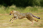 CHE 01 JE0002 01
Cheetah Running On Savanna