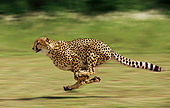 CHE 01 JE0004 01
Cheetah Running On Savanna