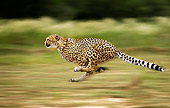 CHE 01 JE0005 01
Cheetah Running On Savanna