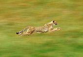 CHE 01 RK0012 01
Profile Shot Of Cheetah Running Blurry Background