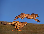 CHE 01 RK0002 02
Cheetahs Profile View Running On Green Grass Blue Sky