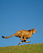 CHE 01 RK0005 04
Cheetah Running In Air Legs Crossed By Green Grass Blue Sky