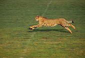 CHE 01 RK0010 04
Profile Shot Of Cheetah Running On Grass