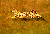 CHE 01 RK0013 01
Profile Shot Of Cheetah Running On Grass