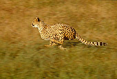 CHE 01 RK0013 02
Profile Shot Of Cheetah Running On Grass