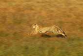 CHE 01 RK0013 18
Profile Shot Of Cheetah Running On Grass
